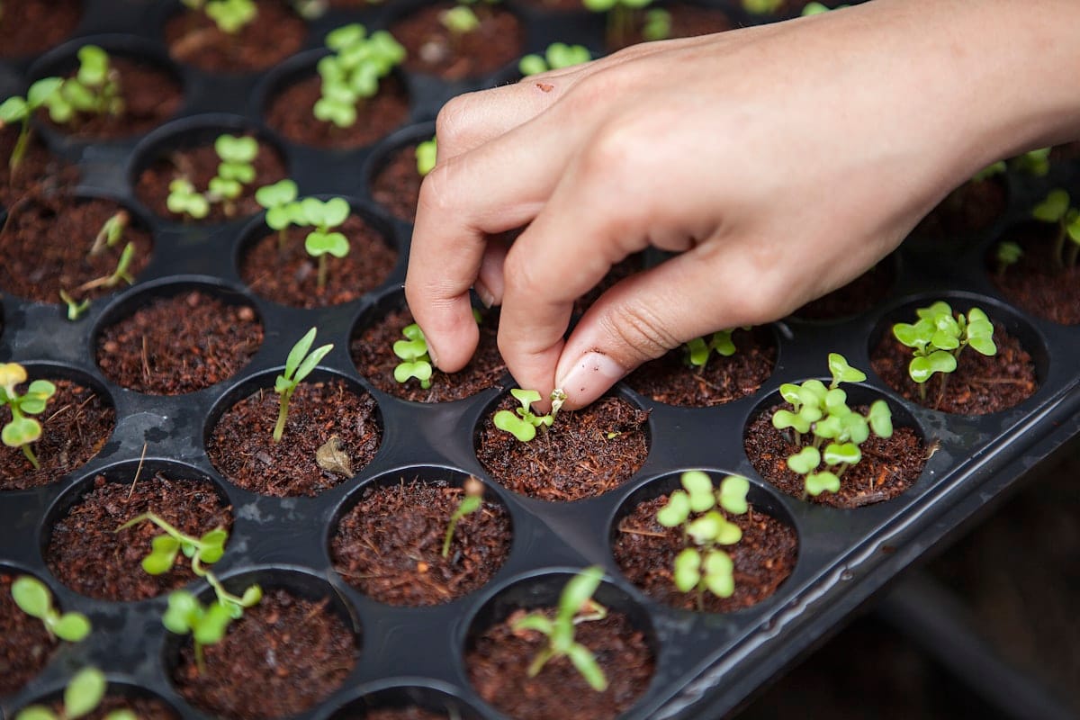 A hand setting seedlings into a seed tray