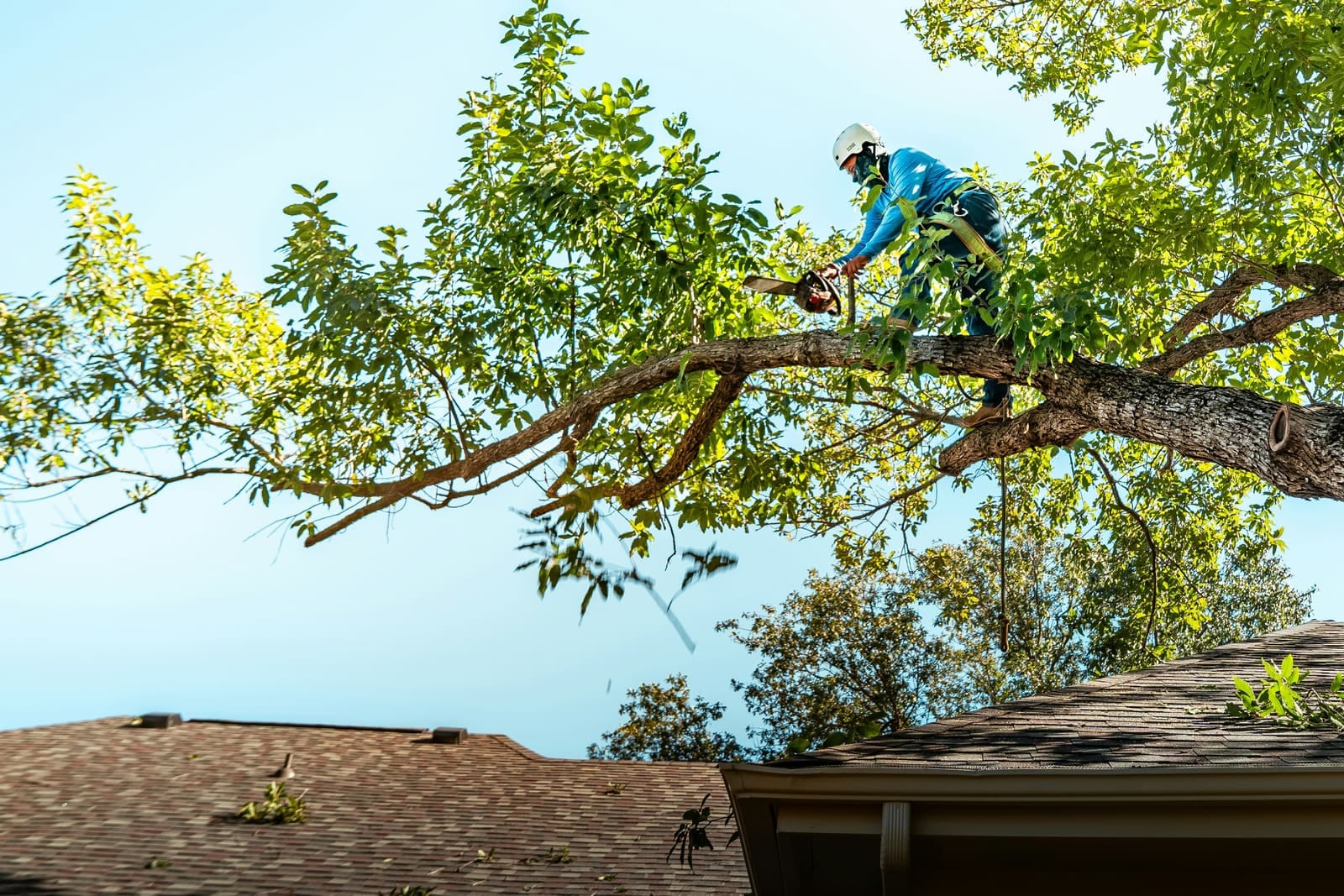 Arborist in a harness trimming a large shade tree above a roof