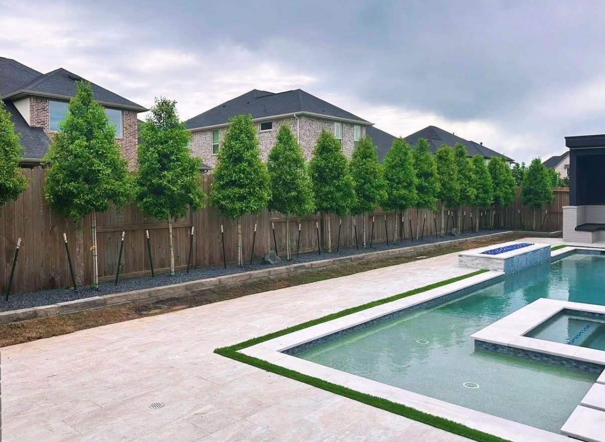 Travertine pool deck with turf borders and a newly planted row of privacy trees along the back fence